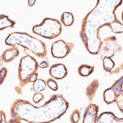 FFPE human placenta sections stained with 100 ul anti-HCG-alpha (clone HCGa/53) at 1:400. HIER epitope retrieval prior to staining was performed in .